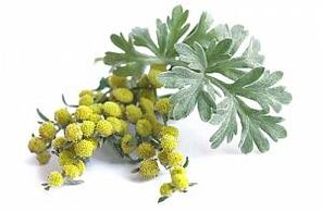 estratto di assenzio in NEOflorax