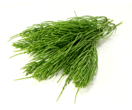 estratto di equiseto in NEOflorax